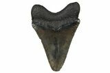 Serrated, Juvenile Megalodon Tooth - South Carolina #340472-1